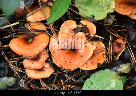 Group of flat-top brown toadstools in a Devon hedgerow, England Stock Photo