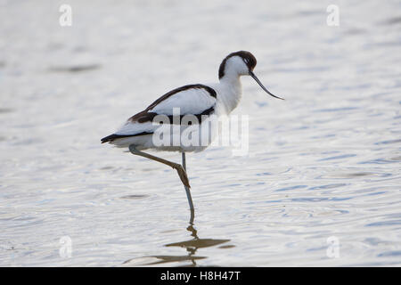 A pied Avocet (Recurvirostra avosetta) roosting in shallow water, Minsmere, Suffolk, UK Stock Photo