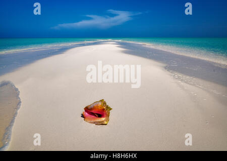 Conch shell on small sand island. Turks and Caicos. Providenciales Stock Photo