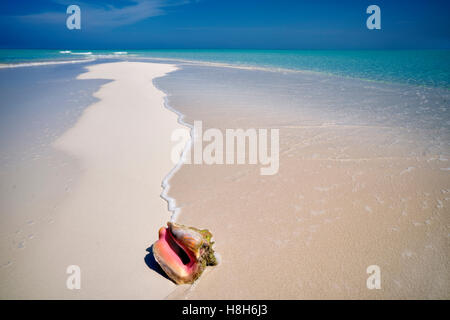 Conch shell on small sand island. Turks and Caicos. Providenciales Stock Photo