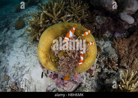 A False clownfish (Amphiprion melanopus) swim among the protective tentacles of their host anemone in Komodo National Park. Stock Photo