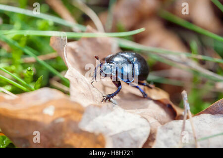 Spring Beetle crawling on dry leaves in forest , Trypocopris vernalis Stock Photo