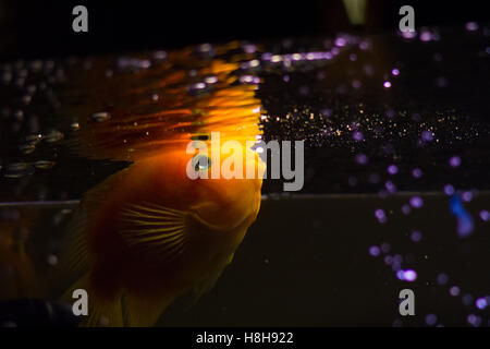 Yellow cichlid aquarium fish swimming Stock Photo