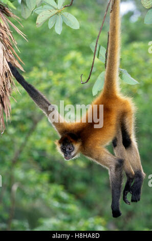 Black-handed spider monkey (Ateles geoffroyi), Nicaragua Stock Photo