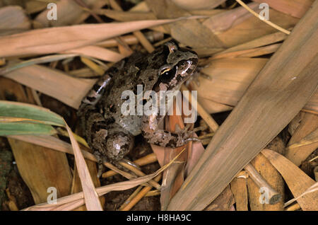 Painted frog (Discoglossus pictus), Morocco Stock Photo