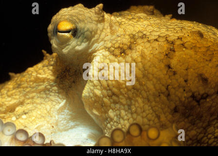 Common octopus (Octopus vulgaris), Morocco Stock Photo