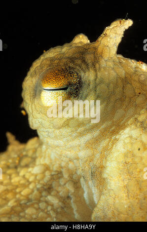 Common octopus (Octopus vulgaris), Morocco Stock Photo