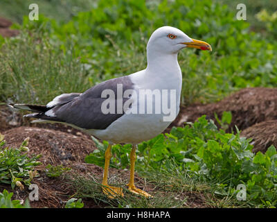 Adult lesser black backed gull standing