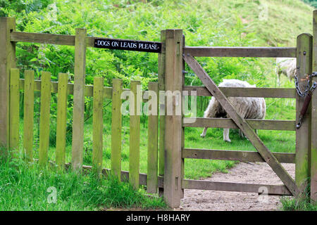 Keep dogs on lead sign fixed to wooden fence rail with sheep in the background Stock Photo