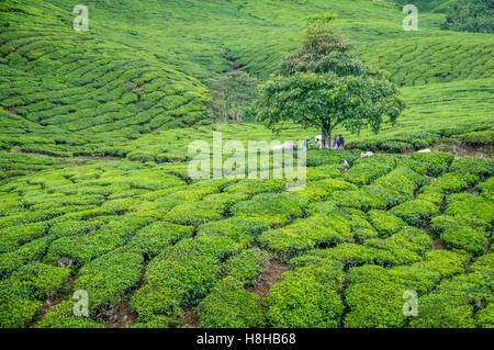 Tree in Tea Plantation in Cameron Highlands Stock Photo