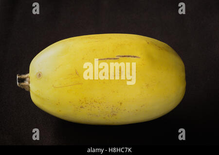 Whole spaghetti squash on black background Stock Photo