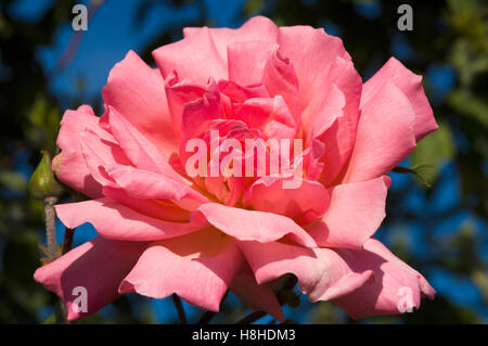 Hybrid tea rose Rosa 'Rosy Mantle'.  London, UK Stock Photo