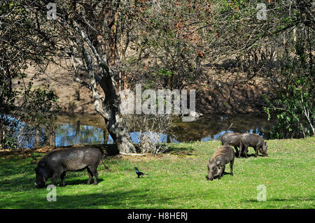 Safari in South Africa, savannah: wild boars feeding in the Ngala Private Game Reserve, a luxury safari lodge in Kruger National Park Stock Photo
