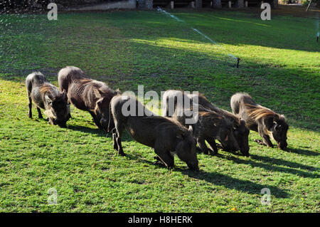 Safari in South Africa, savannah: wild boars feeding in the Ngala Private Game Reserve, a luxury safari lodge in Kruger National Park Stock Photo