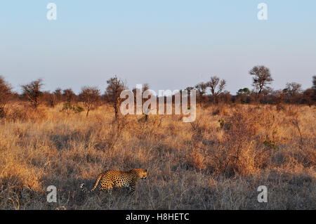 Safari in South Africa, savannah: a tree and an african leopard at sunset in the Kruger National Park, the largest game reserve in Africa since 1898 Stock Photo