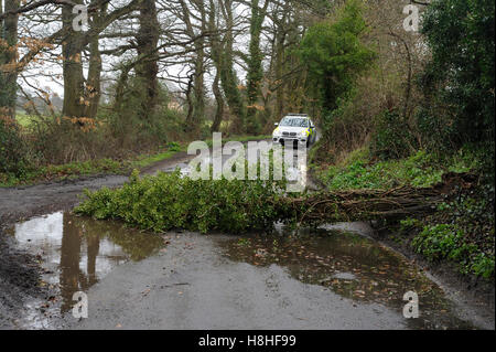 Fallen tree blown over by high winds and approaching police car Stock Photo