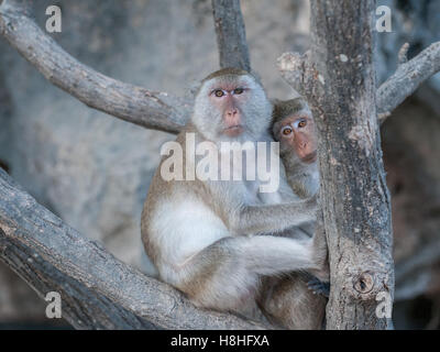 Macaque monkeys in the jungle of Sam Roi Yot National Park south of Hua Hin in Thailand Stock Photo
