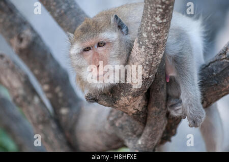 Macaque monkey in the jungle of Sam Roi Yot National Park south of Hua Hin in Thailand Stock Photo