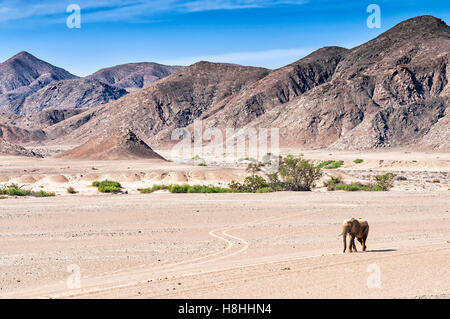 A Majestic African Elephant In A Desolate Savanna, With A Warthog 