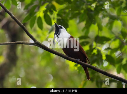 THREE-WATTLED BELLBIRD (Procnias tricarunculatus) male displaying, Mount Totumas Cloud Forest, Panama, Central America. Stock Photo
