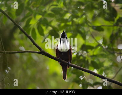 THREE-WATTLED BELLBIRD (Procnias tricarunculatus) male displaying, Mount Totumas Cloud Forest, Panama, Central America. Stock Photo
