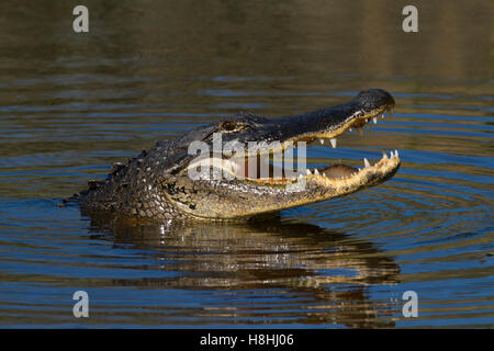 AMERICAN ALLIGATOR (Alligator mississippiensis) female in receptive display, Myakka River State Park, Florida, USA. Stock Photo