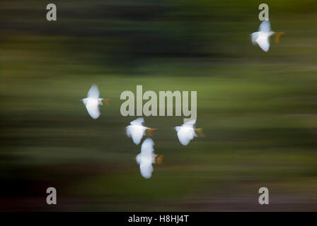 SNOWY EGRET (Egretta thula) small flock in flight, Guyana, South America Stock Photo