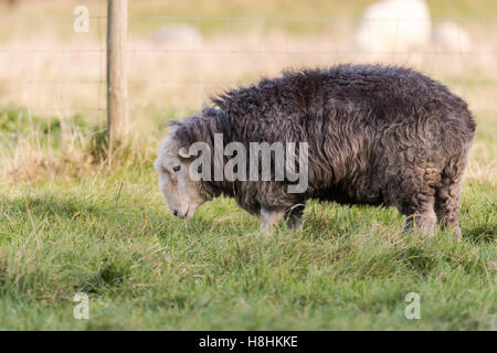 Herdwick ewe grazing in field. Domestic sheep breed native to the Lake District in Cumbria, prized for tough characteristics Stock Photo