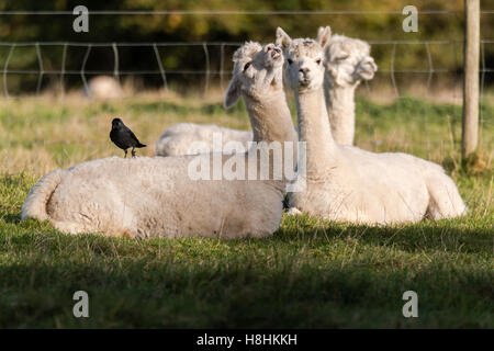 Jackdaw (Corvus monedula) standing on alpaca. Small crow in the family Corvidae resting on back of white alpaca in English field Stock Photo