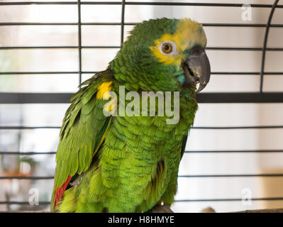 Photo of a parrot sitting in a cage. Stock Photo