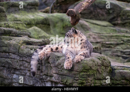 A snow leopard sitting and relaxing on the top of a rock. Stock Photo
