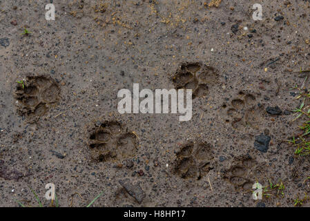 paw prints in the mud Stock Photo