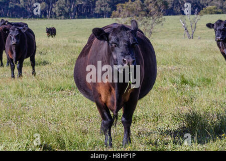 angus cow cattle pregnant 1 Stock Photo: 5145722 - Alamy