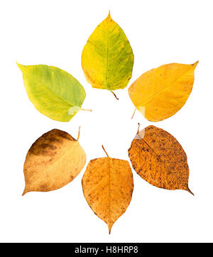 Six pieces of leave in different states of withering isolated on white background, building a circle Stock Photo
