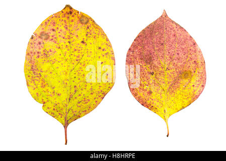 set of two autumn leaves in different states of withering isolated on white background Stock Photo