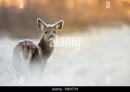 Red Deer female in winter Stock Photo