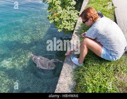 Tanned middle aged caucasian woman feed wild young swan on the lake shore in Bled, Slovenia Stock Photo