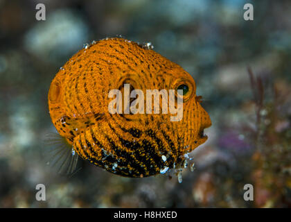 Close-up image of the juvenile starry pufferfish, a slow swimmer with vestigial fins. Lembeh Straits, Indonesia. Stock Photo