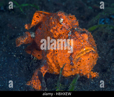 Bright orange painted frogfish (Antennarius pictus) stands out in contrast against dark sandy seafloor on which it sits. Lembeh Stock Photo