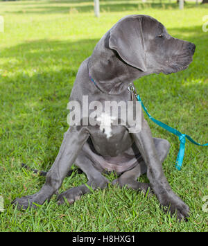 Grey Great Dane puppy sitting on a green lawn Stock Photo