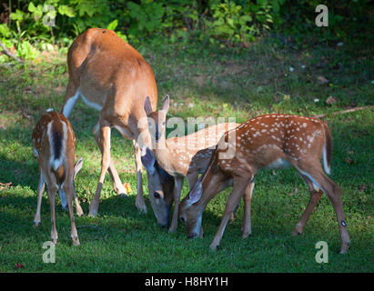 Quartet of whitetai deer with three fawns eating on the grass Stock Photo