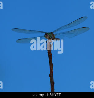 Green dragonfly seen from the front as it is waiting on a stick Stock Photo