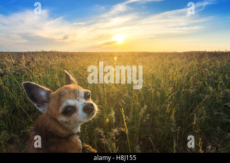 Colorful Sunset in Chihuahua Stock Photo Alamy