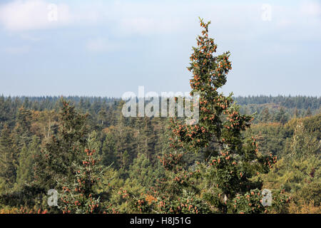 Aerial view forest Dutch national park Veluwe in autumn with fir trees. Stock Photo