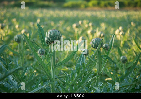 Artichokes growing in a field in France Stock Photo