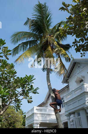 Man climbing up trunk to harvest coconuts,Sri Lanka Stock Photo