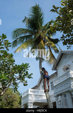 Man climbing up trunk to harvest coconuts,Sri Lanka Stock Photo