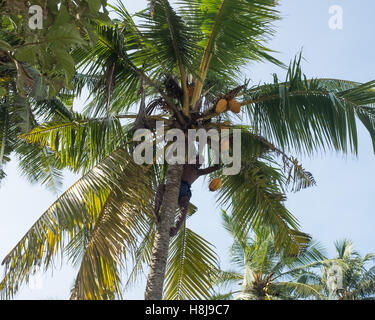 Man climbing up trunk to harvest coconuts,Sri Lanka Stock Photo