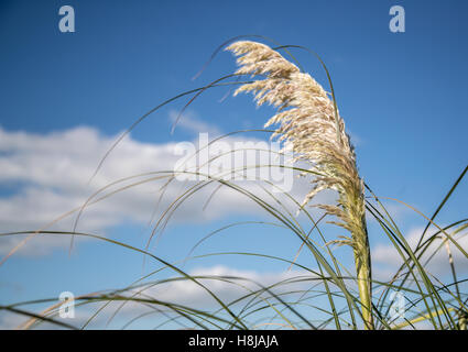 Pampass grass is a large grass common in gardens across Great Britain, United Kingdom Stock Photo