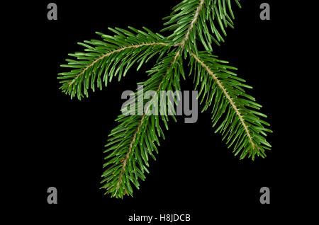 European silver fir branch from above on black background. Foliage of Abies alba, an evergreen coniferous tree. Stock Photo